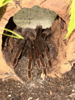 Pamphobeteus sp. machala / Vogelspinne
