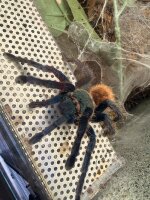 Chromatopelma cyaneopubescens / Cyanblaue...
