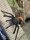 Chromatopelma cyaneopubescens / Cyanblaue Venezuela-Vogelspinne