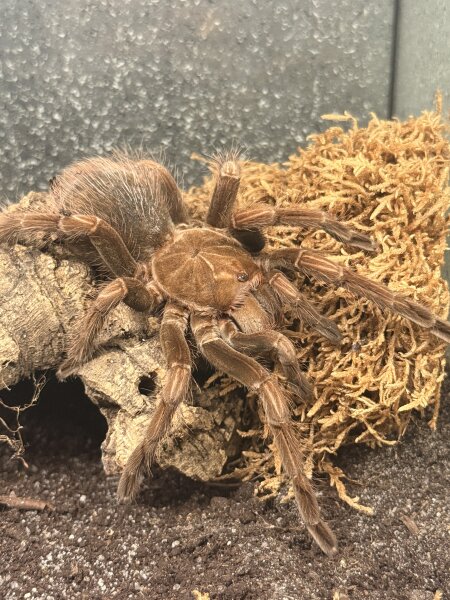 Pamphobeteus platyomma / Brasilianische Rosa-Blüten Vogelspinne