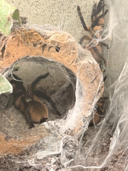 Monocentropus balfouri / Blaue Jemen-Vogelspinne