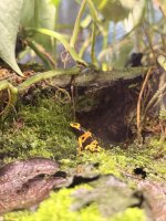 Gelbgeb.Baumsteiger / Dendrobates leucomelas