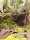 Gelbgeb.Baumsteiger / Dendrobates leucomelas