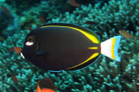 Samtdoktorfisch / Acanthurus nigricans