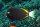 Samtdoktorfisch / Acanthurus nigricans