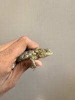 Malachit Stachelleguan / Sceloporus malachiticus