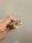 Malachit Stachelleguan / Sceloporus malachiticus