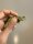 Malachit Stachelleguan / Sceloporus malachiticus