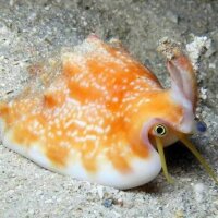 Kegelfechterschnecke / Conomurex luhuanus (Strombus)