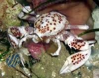 Großtupfen Porzellankrabbe / Neopetrolisthes oshimai