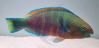 Regenbogen Papageifisch / Scarus quoyi