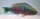 Regenbogen Papageifisch / Scarus quoyi