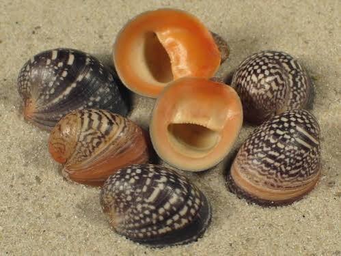 Abalone Schnecke / Neritina violacea