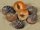 Abalone Schnecke / Neritina violacea