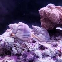 Halsband sandschnecke / Nassarius distortus