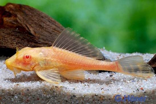 Albino Wabenschilderwels / Pterygoplichthys gibbiceps