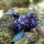 Segelflossen - Blenny / Emblemaria pandionis