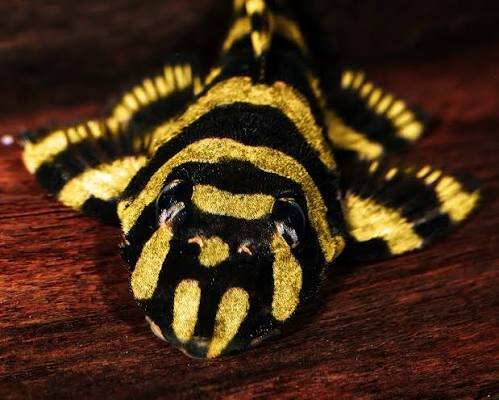 L-168 Zonancistrus brachyurus / Brazil-Butterfly