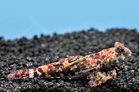 Roter Spinnenfisch / Synchiropus marmoratus