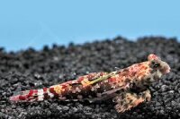 Roter Spinnenfisch / Synchiropus marmoratus