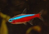 Roter Neonsalmler / Paracheirodon axelrodi