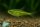 Neongrüner Zwergbärbling / Microdevario kubotai