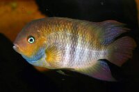 Sajika Buntbarsch / Cichlasoma sajica