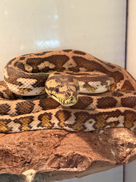 Teppichpython / Morelia spilota spp.