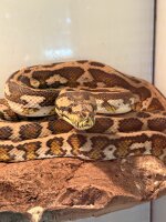 Teppichpython / Morelia spilota spp.