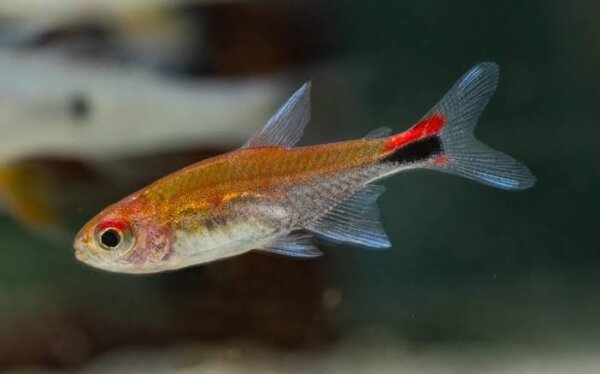 Roter Pfeffersalmler / Axelrodia riesei
