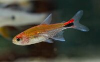 Roter Pfeffersalmler / Axelrodia riesei