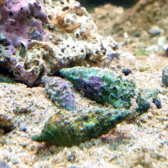 Cyanofressende Nadelschnecke / Cerithium caeruleum
