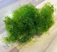 Drahtalge / Chaetomorpha linum