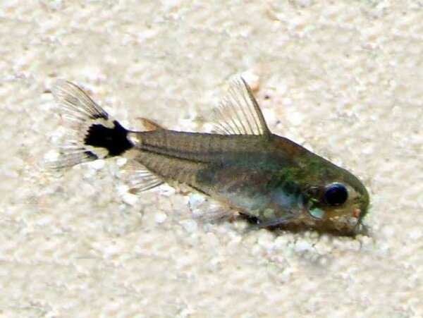 Sichelfleck Panzerwels / Corydoras hastatus