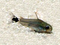 Sichelfleck Panzerwels / Corydoras hastatus