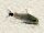 Sichelfleck Panzerwels / Corydoras hastatus