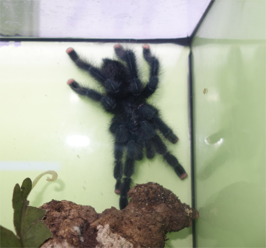Rotfußvogelspinne / Avicularia avicularia