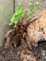 Pavian - Vogelspinne / Hysterocrates gigas