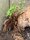 Pavian - Vogelspinne / Hysterocrates gigas