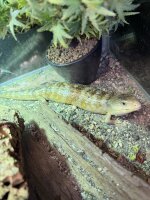 Tiliqua gigas  / Blauzungenskink