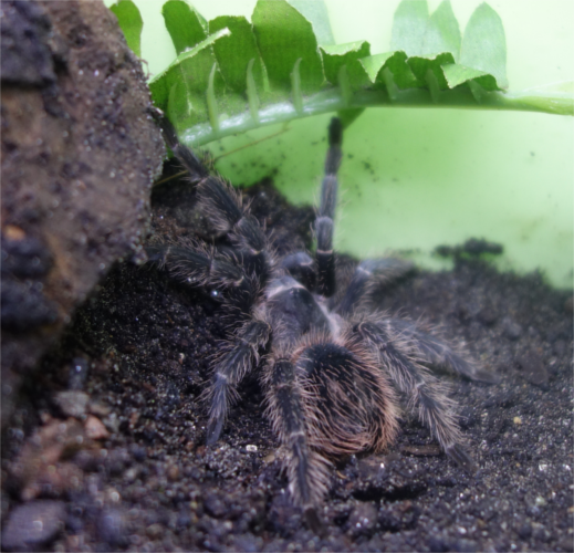 Lasiodora parahybana / Brasilianische Riesenvogelspinne