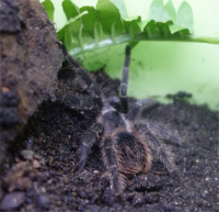 Lasiodora parahybana / Brasilianische Riesenvogelspinne