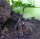 Lasiodora parahybana / Brasilianische Riesenvogelspinne