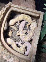 Leopardgecko - Giant / Eublepharis macularius *Designer Mix*