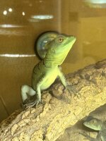 Stirnlappenbasilisk / Basiliscus plumifrons