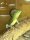 Stirnlappenbasilisk / Basiliscus plumifrons