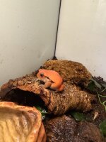 Tomatenfrosch / Dyscophus guineti