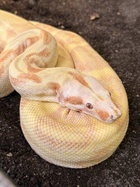 Rotschwanzboa / Boa constrictor *albino*