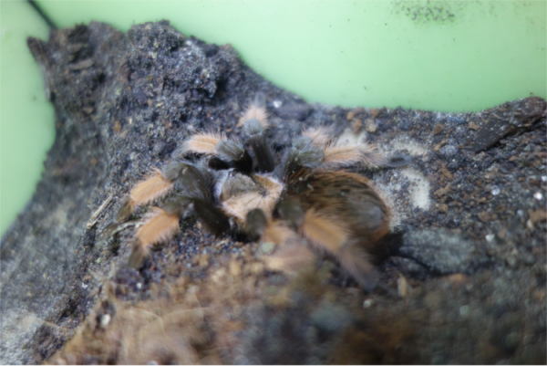 Brachypelma emilia / Mexikanische Orangetknievogelspinne