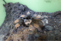Brachypelma emilia / Mexikanische Orangetknievogelspinne
